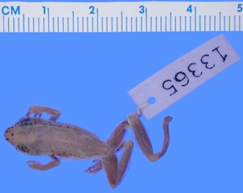 Media type: image; Herpetology A-13665